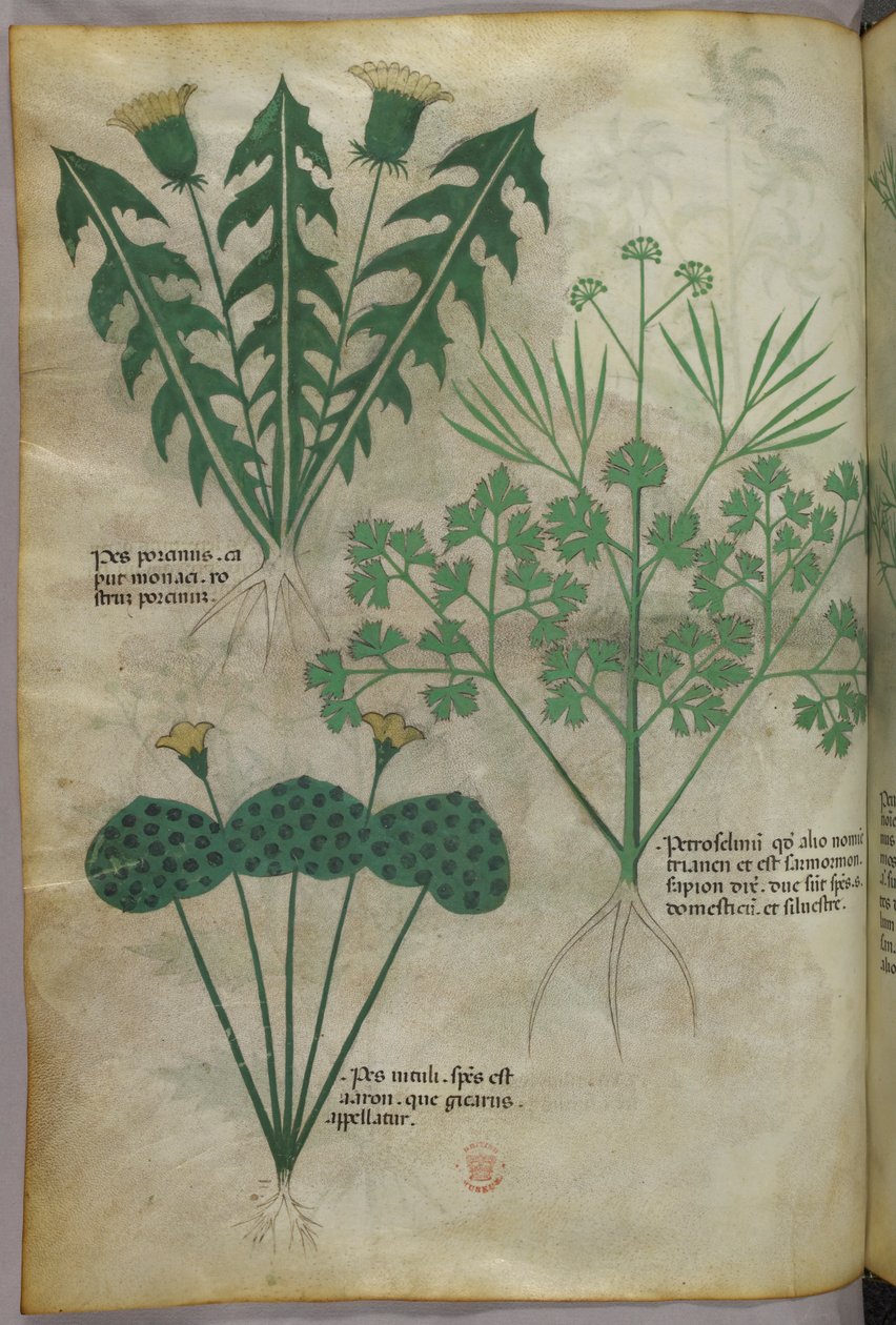Botanisk illustration, ca 1440 (bläck  färg på pergament) av Italian School