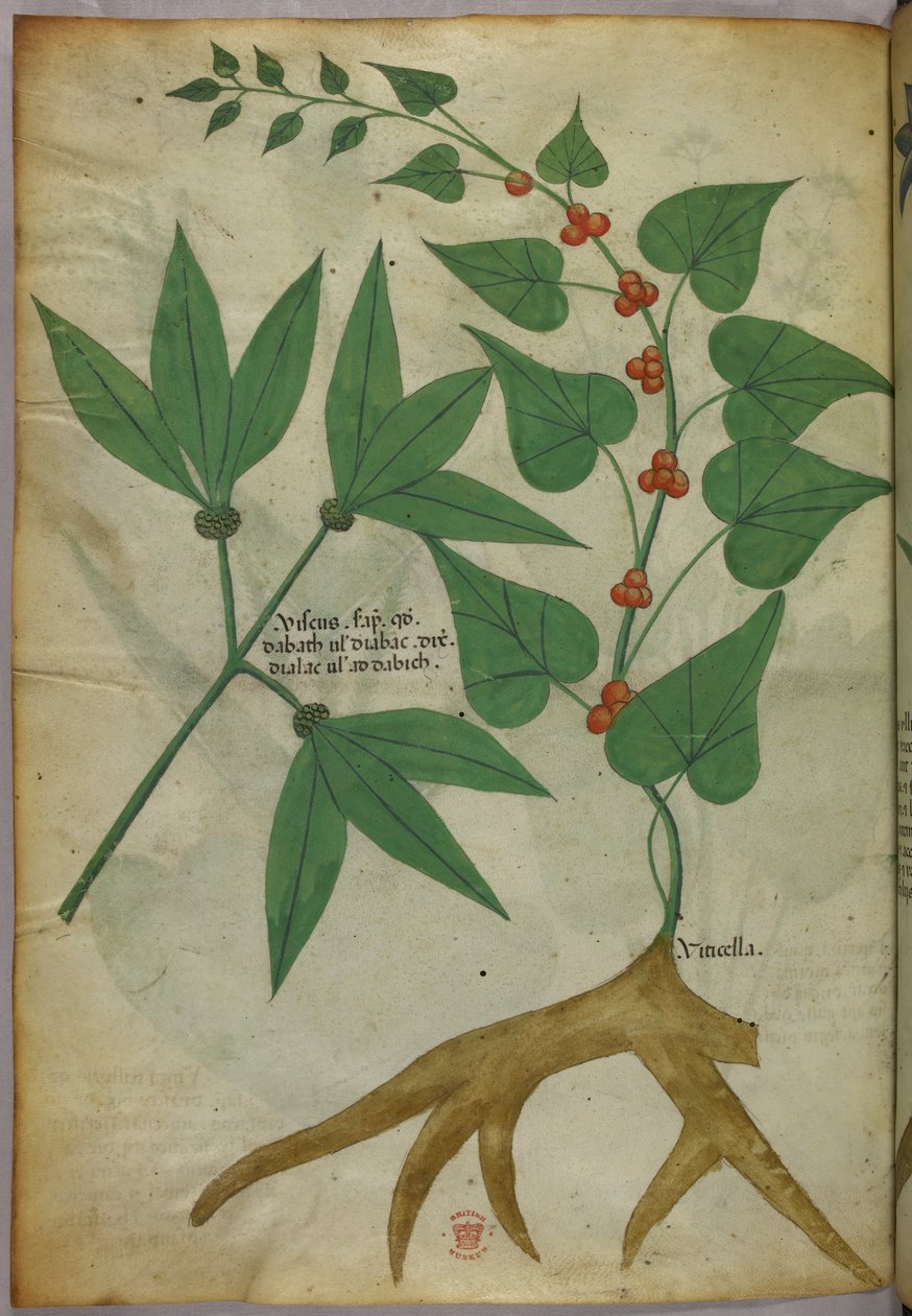 Botanisk illustration, ca 1440 (bläck  färg på pergament) av Italian School