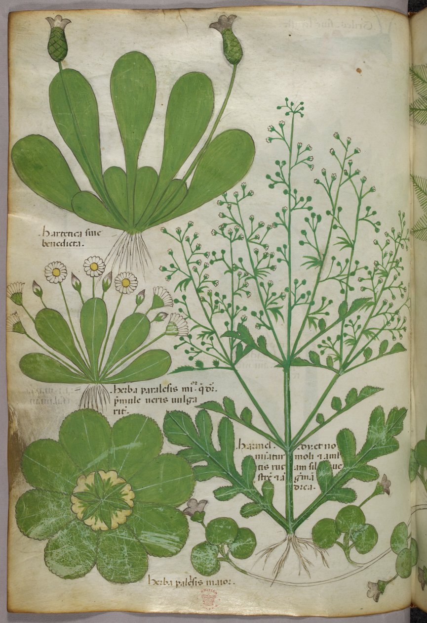 Botanisk illustration, ca 1440 (bläck  färg på pergament) av Italian School