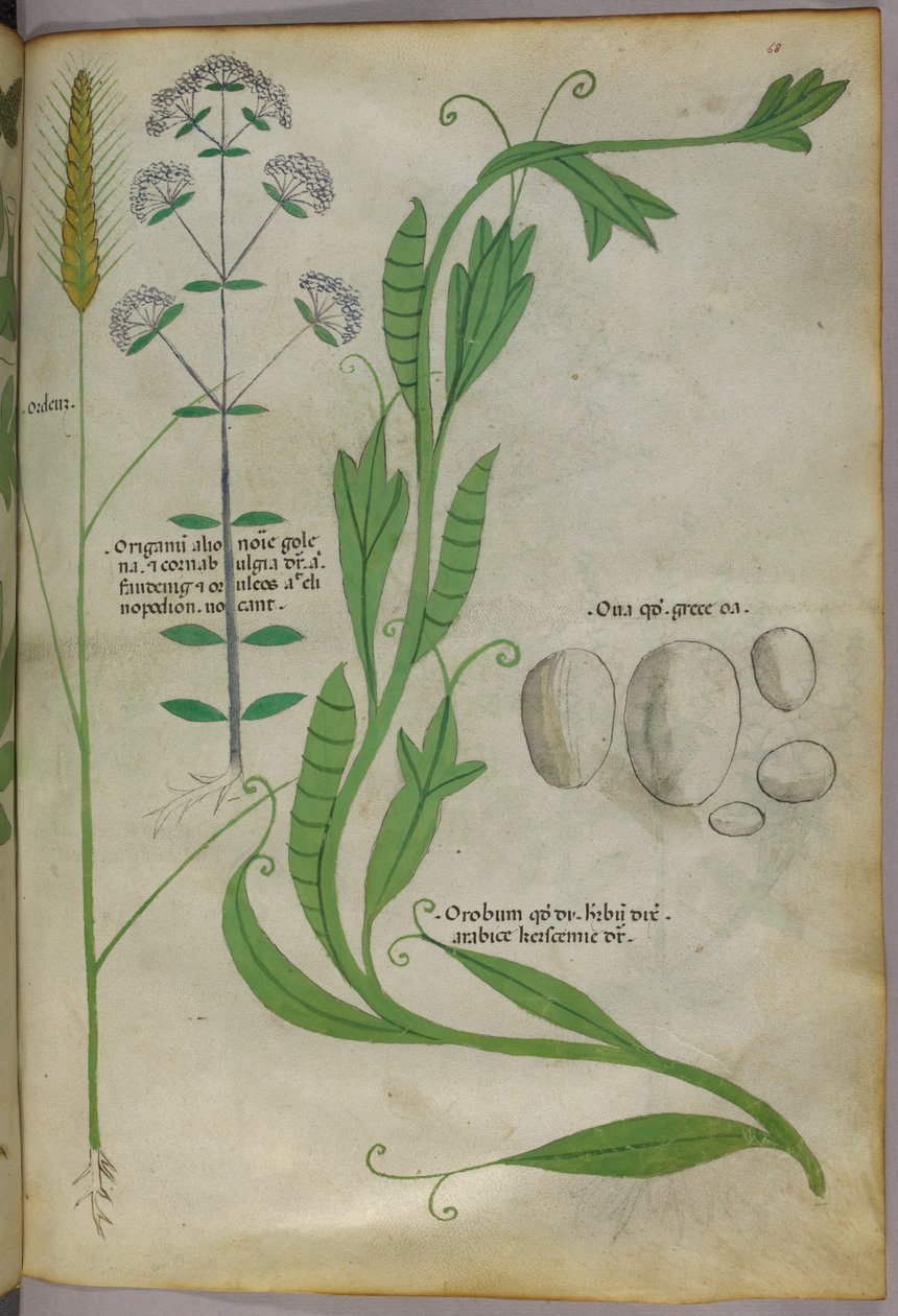 Botanisk illustration, ca 1440 (bläck  färg på pergament) av Italian School
