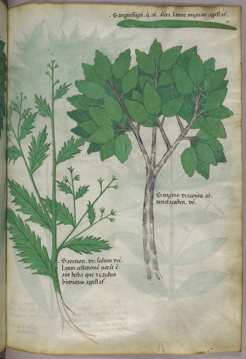 Botanisk illustration, ca 1440 (bläck  färg på pergament) av Italian School