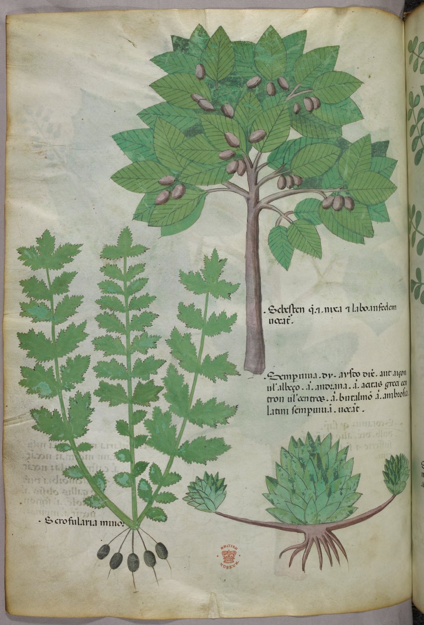 Botanisk illustration, ca 1440 (bläck  färg på pergament) av Italian School