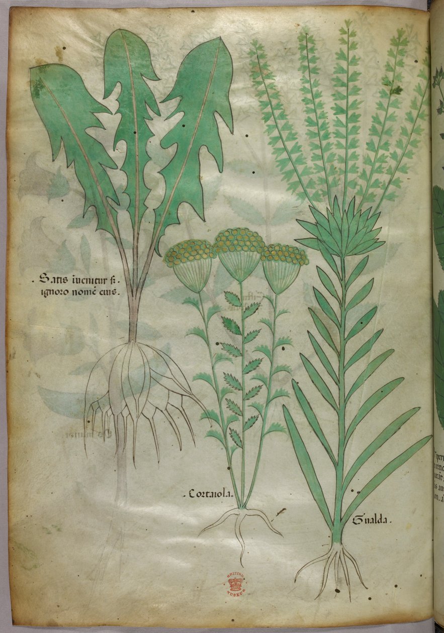 Botanisk illustration, ca 1440 (bläck  färg på pergament) av Italian School