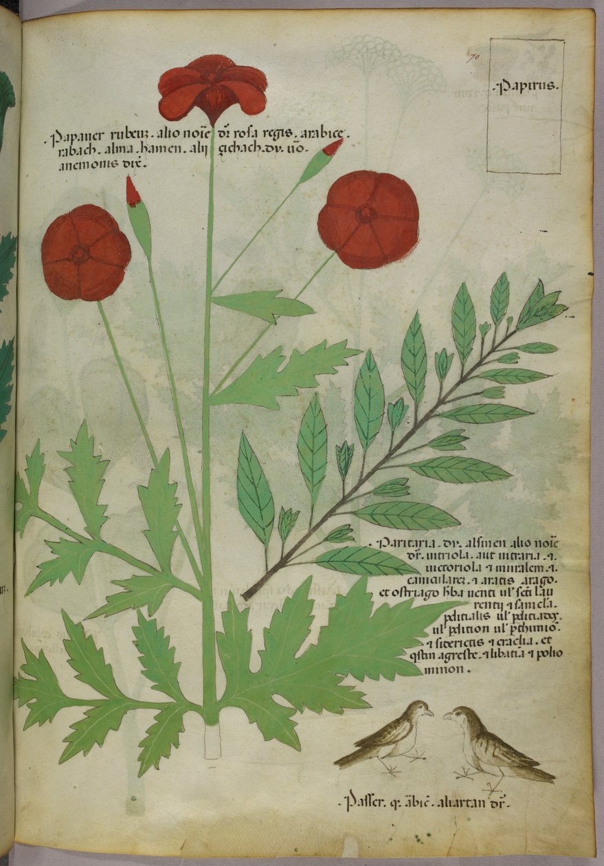 Botanisk illustration, ca 1440 (bläck  färg på pergament) av Italian School
