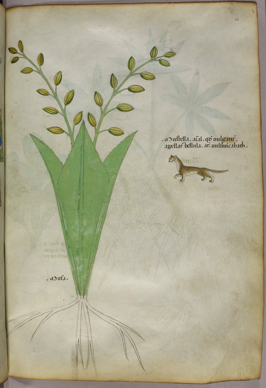 Botanisk illustration, ca 1440 (bläck  färg på pergament) av Italian School