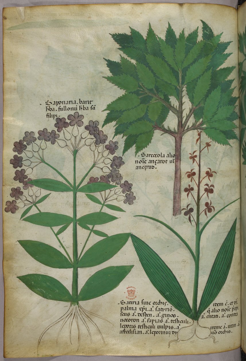 Botanisk illustration, ca 1440 (bläck  färg på pergament) av Italian School