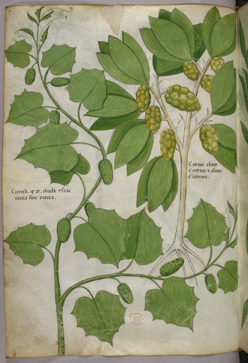 Botanisk illustration, ca 1440 (bläck  färg på pergament) av Italian School