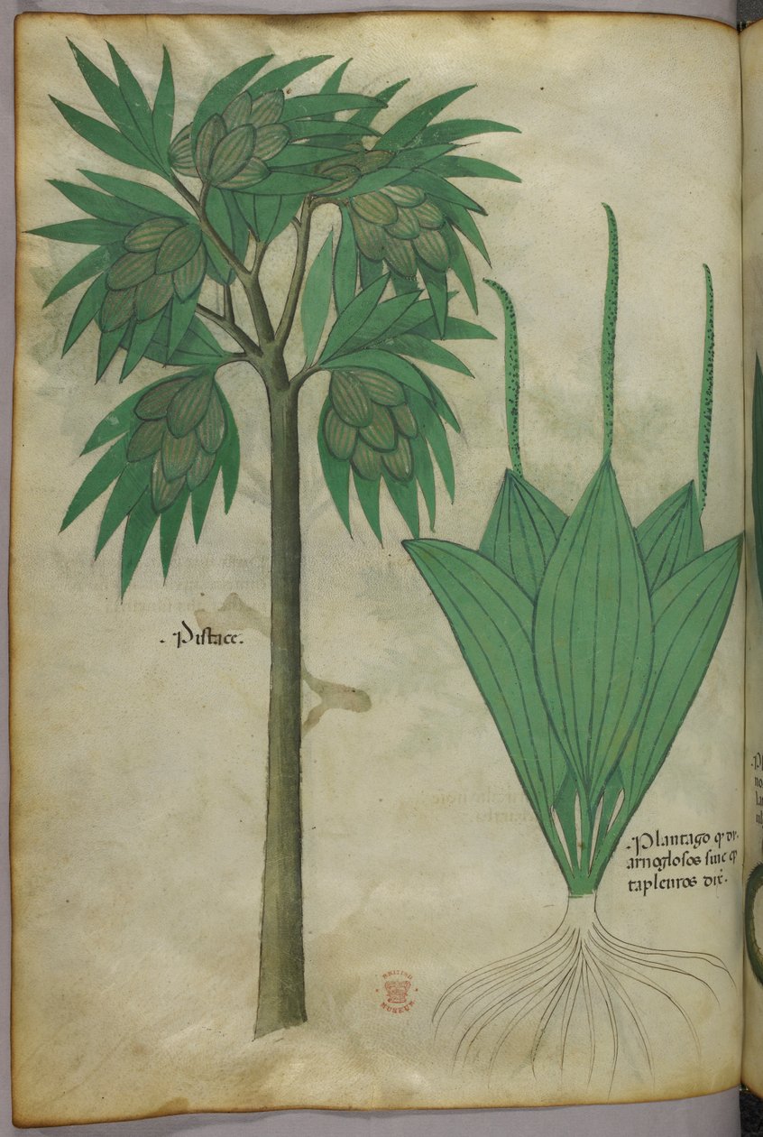 Botanisk illustration, ca 1440 (bläck  färg på pergament) av Italian School