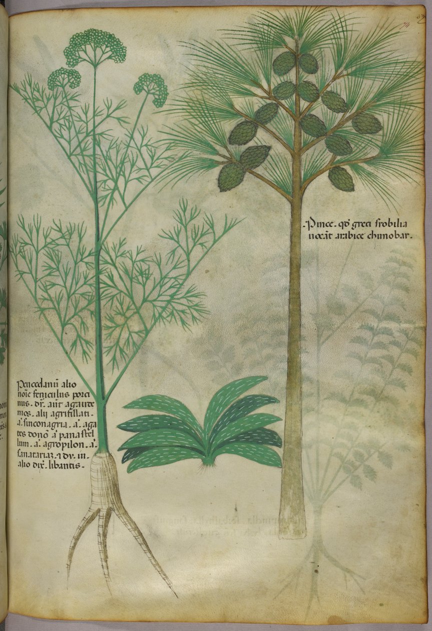 Botanisk illustration, ca 1440 (bläck  färg på pergament) av Italian School