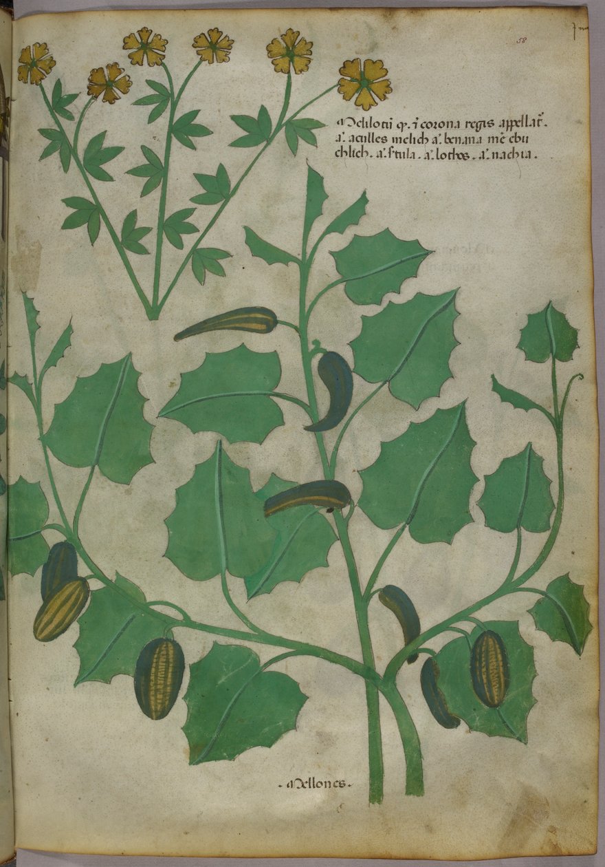 Botanisk illustration, ca 1440 (bläck  färg på pergament) av Italian School