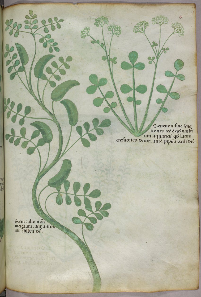 Botanisk illustration, ca 1440 (bläck  färg på pergament) av Italian School