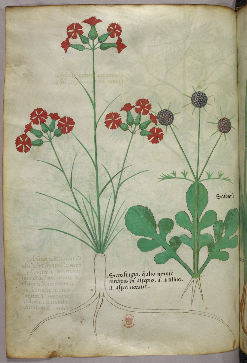 Botanisk illustration, ca 1440 (bläck  färg på pergament) av Italian School