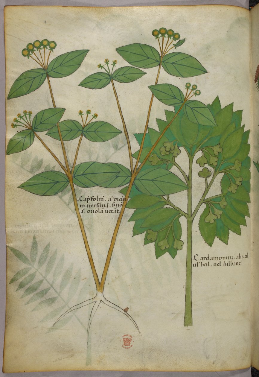 Botanisk illustration, ca 1440 (bläck  färg på pergament) av Italian School