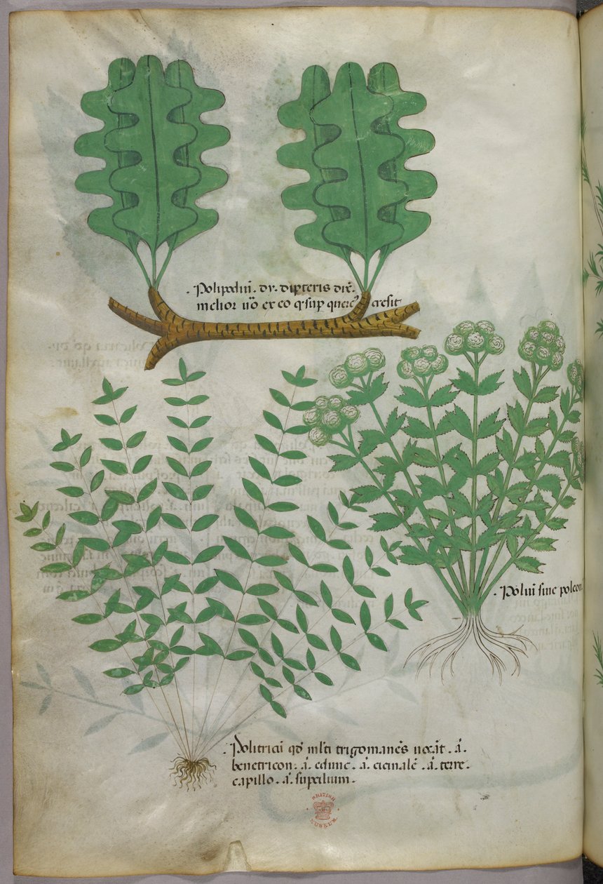 Botanisk illustration, ca 1440 (bläck  färg på pergament) av Italian School