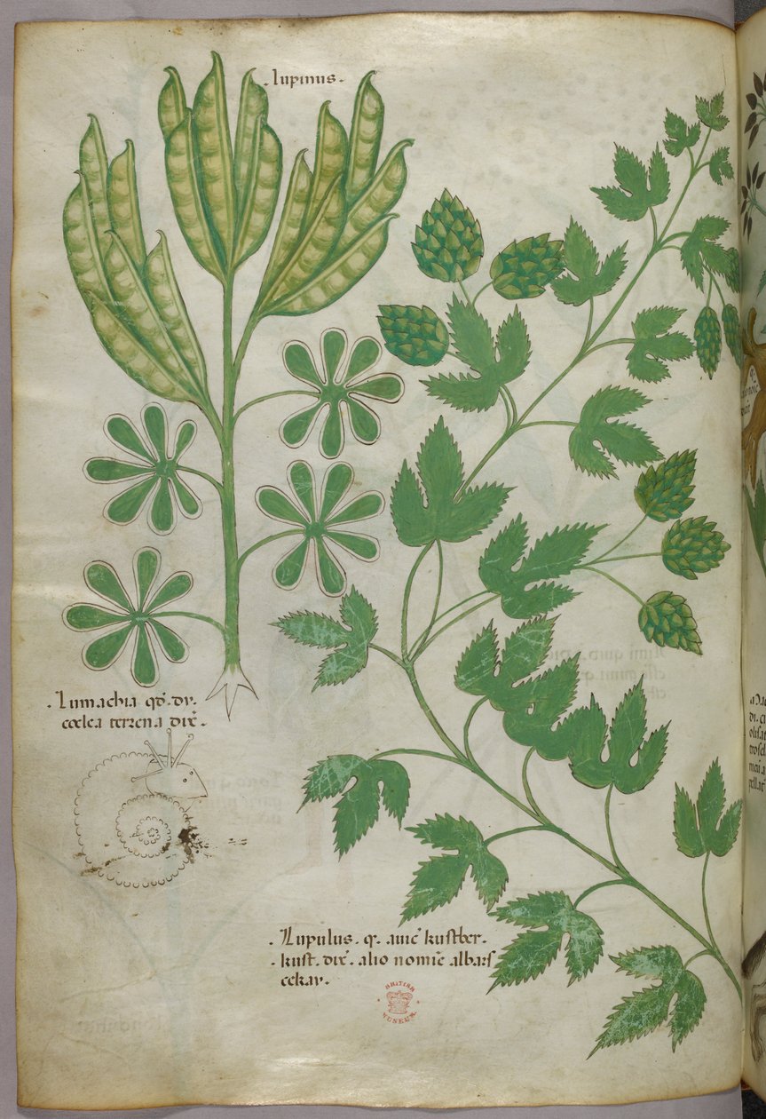 Botanisk illustration, ca 1440 (bläck  färg på pergament) av Italian School