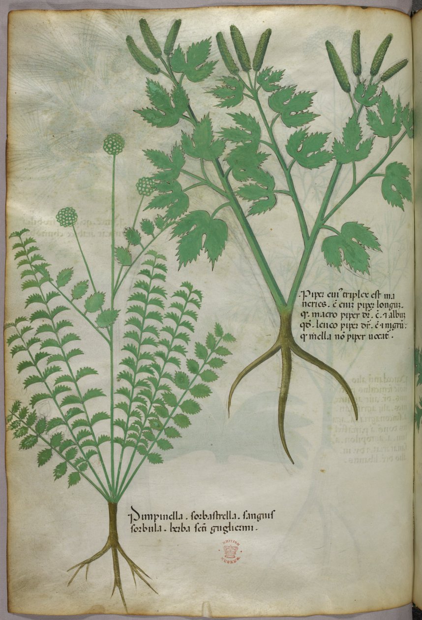 Botanisk illustration, ca 1440 (bläck  färg på pergament) av Italian School