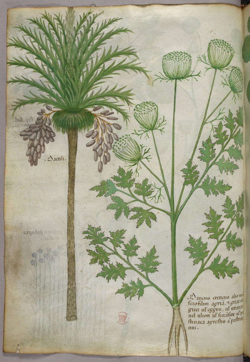 Botanisk illustration, ca 1440 (bläck  färg på pergament) av Italian School