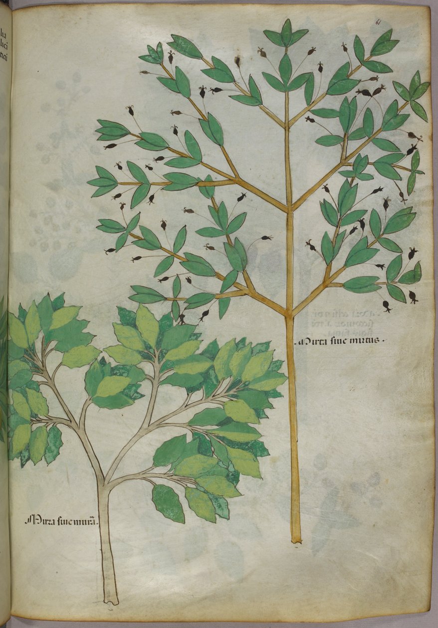 Botanisk illustration, ca 1440 (bläck  färg på pergament) av Italian School