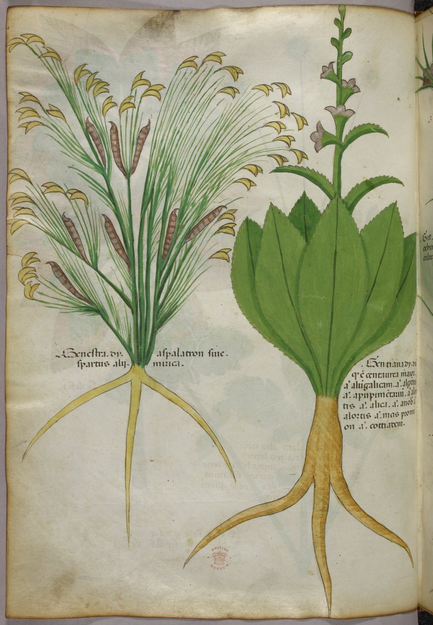 Botanisk illustration, ca 1440 (bläck  färg på pergament) av Italian School