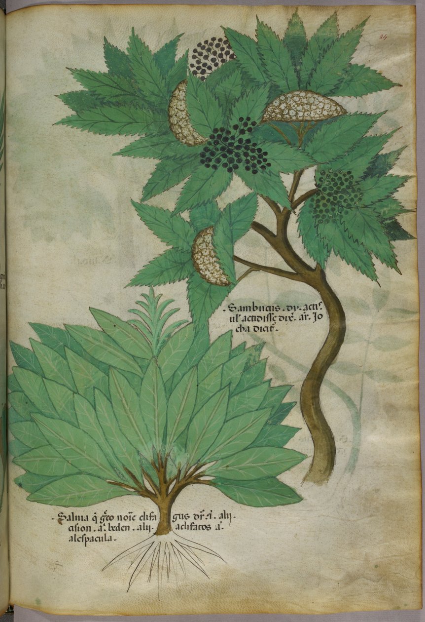 Botanisk illustration, ca 1440 (bläck  färg på pergament) av Italian School