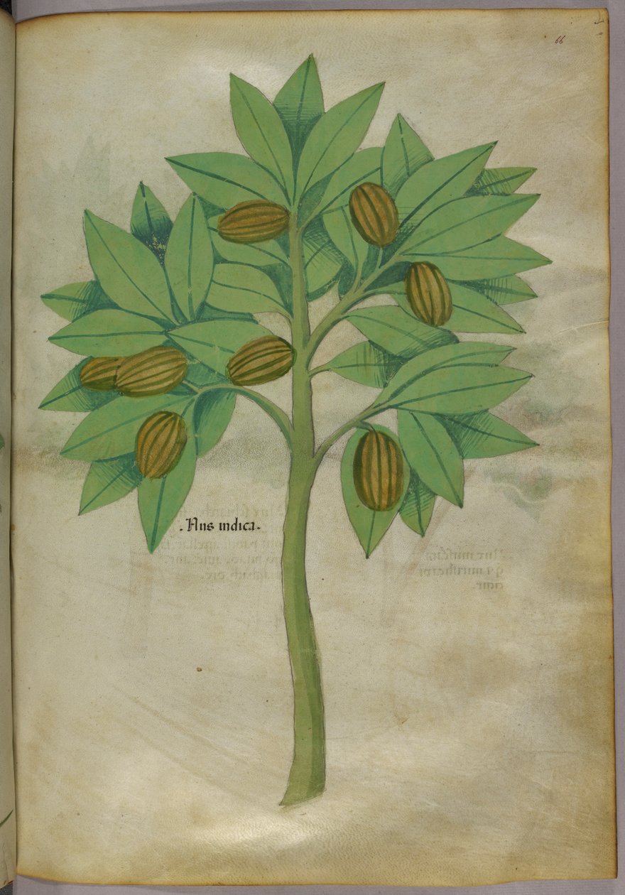 Botanisk illustration, ca 1440 (bläck  färg på pergament) av Italian School
