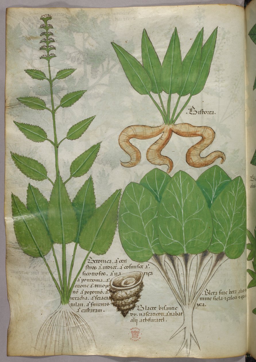 Botanisk illustration, ca 1440 (bläck  färg på pergament) av Italian School