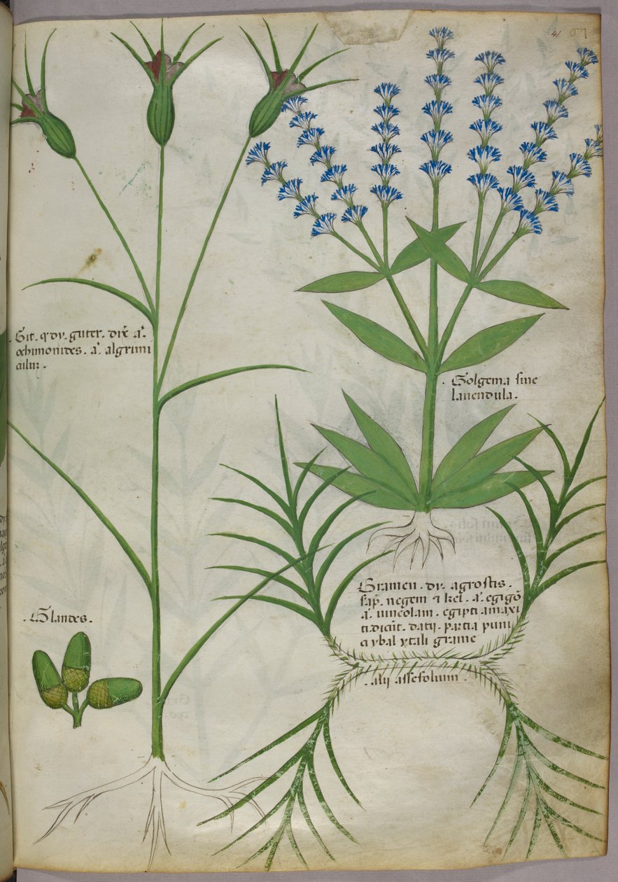 Botanisk illustration, ca 1440 (pergament), ca 1440 (bläck  färg på pergament) av Italian School