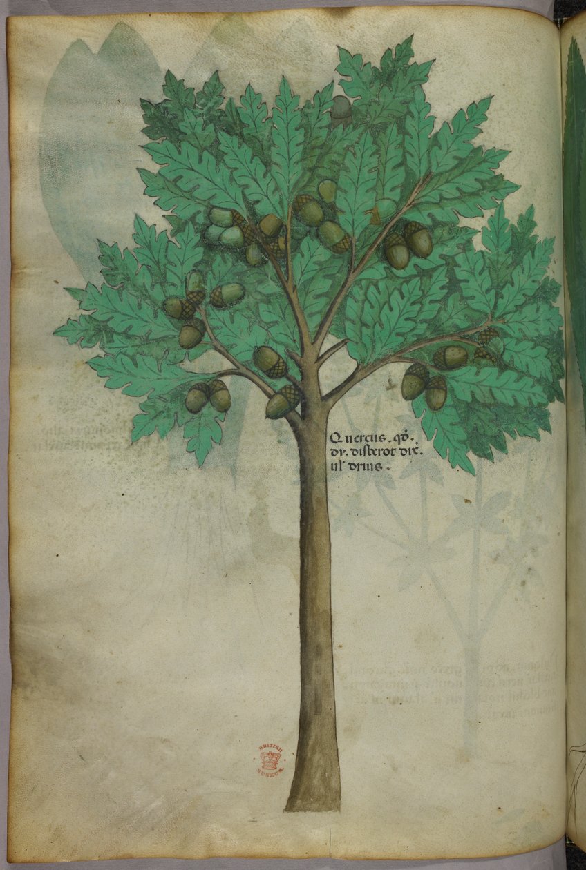 Botanisk illustration av ett nötträd, ca 1440 (bläck  färg på pergament) av Italian School