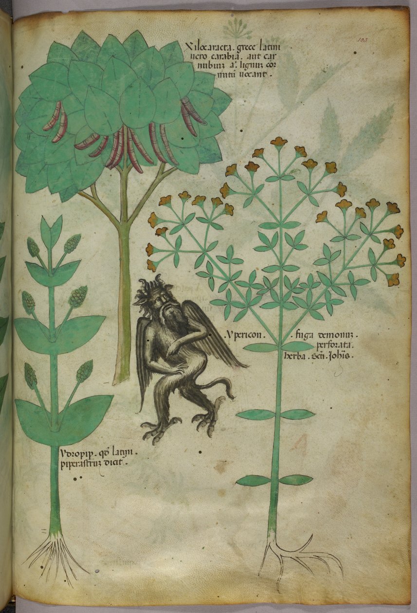 Botanisk illustration av en växt och en demon; örten Ypericon ska fördriva demoner, ca 1440 (bläck och färg på pergament) av Italian School