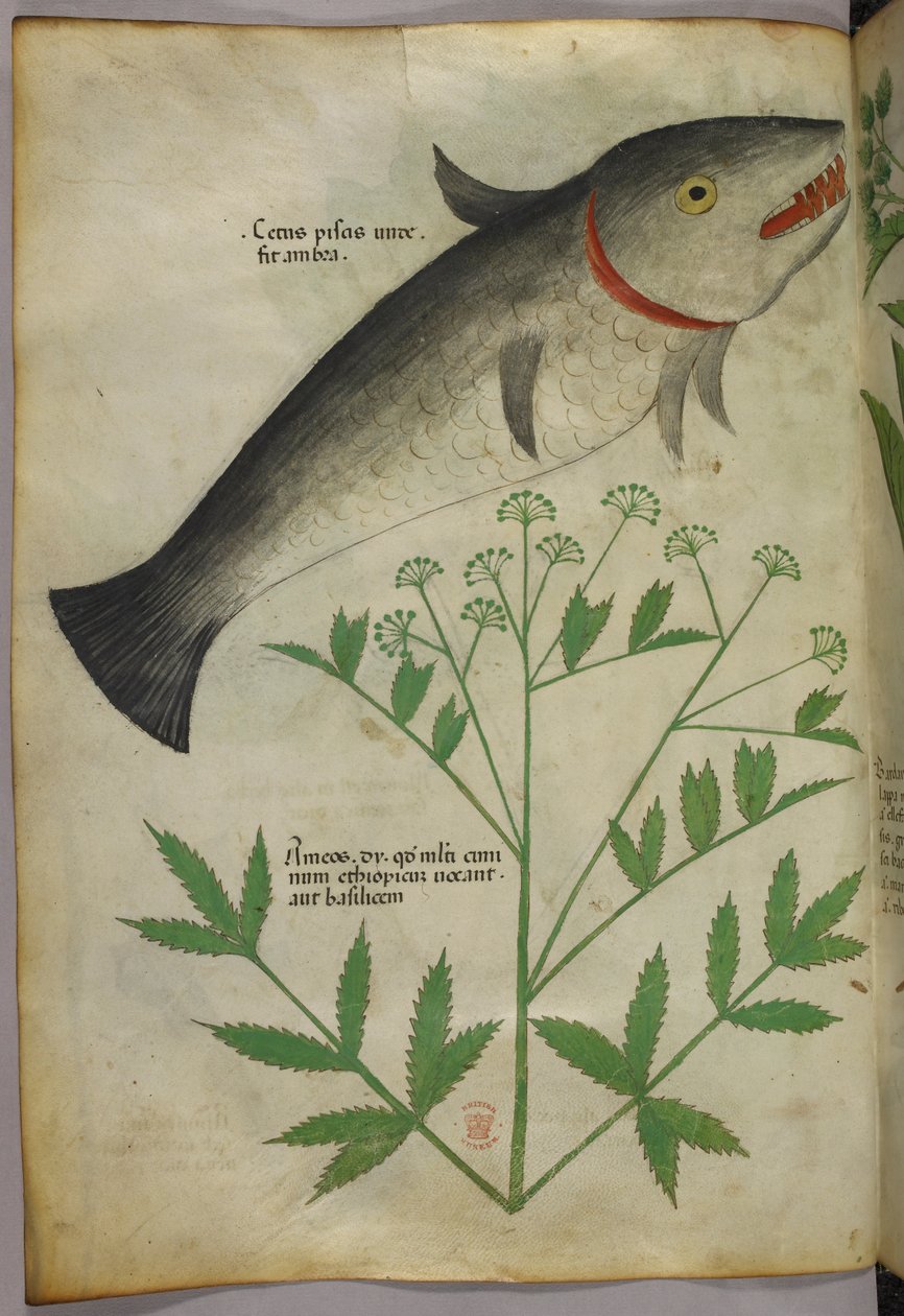 Botanisk illustration av en växt och en fisk, ca 1440 (tusch  färg på pergament) av Italian School