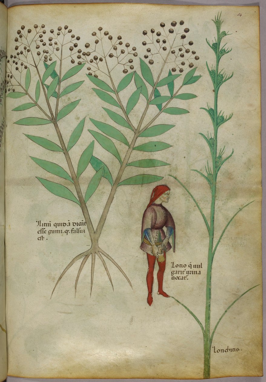Botanisk illustration av en växt och en man som urinerar i en kruka, ca 1440 (bläck & färg på papper) av Italian School