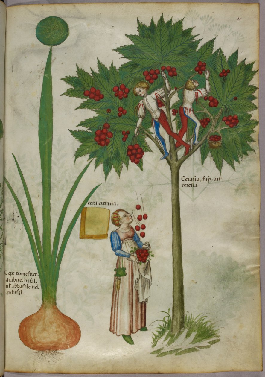 Botanisk illustration av en växt och pojkar som står i grenarna på ett fruktträd och plockar frukt och kastar ner till en kvinna som står nedanför, ca 1440 (bläck och färg på pergament) av Italian School