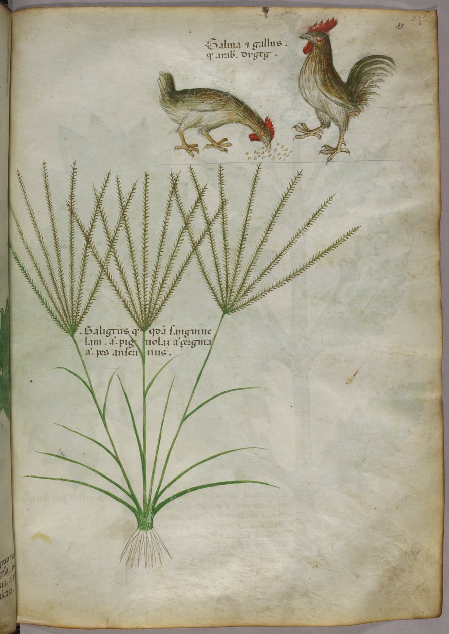 Botanisk illustration av en växt och två tuppar, ca 1440 (tusch  färg på pergament) av Italian School