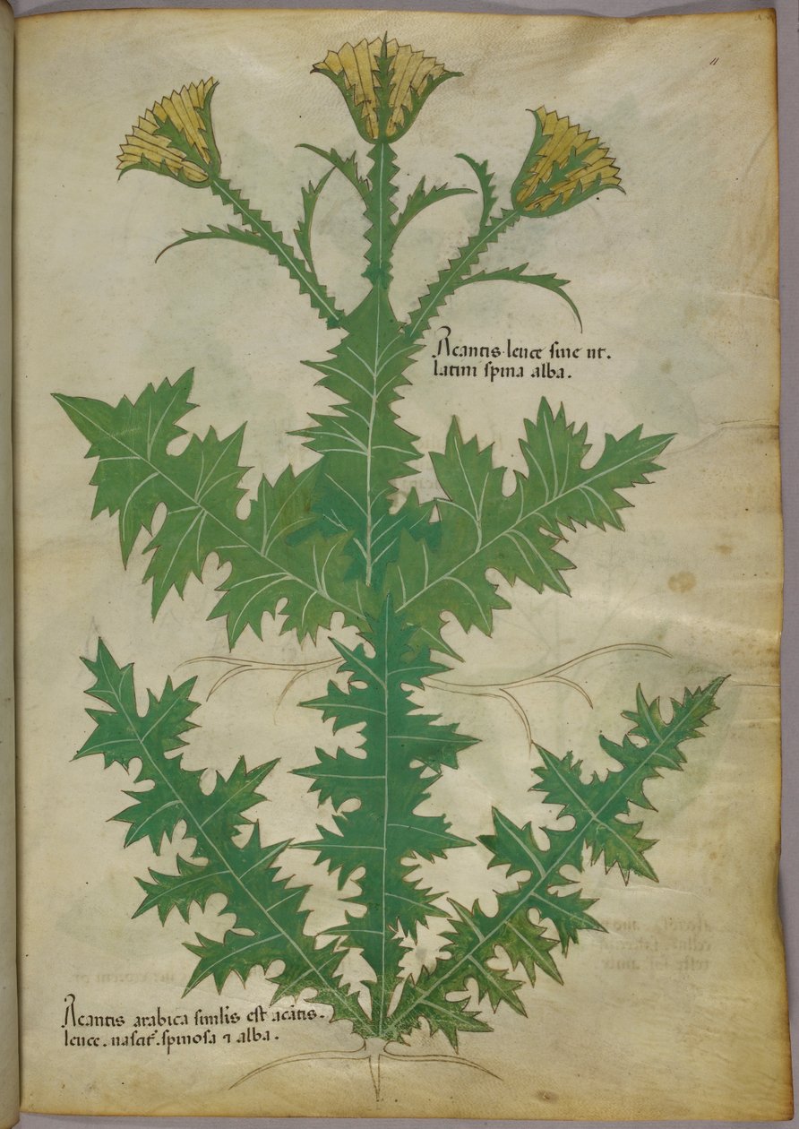 Botanisk illustration av en växt, ca 1440 (bläck  färg på pergament) av Italian School