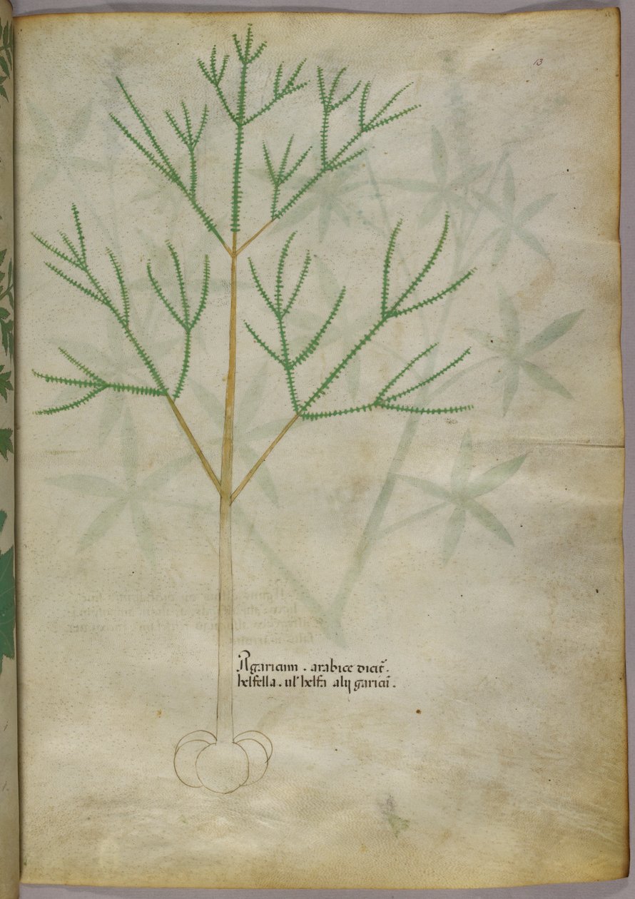 Botanisk illustration av en växt, ca 1440 (bläck  färg på pergament) av Italian School