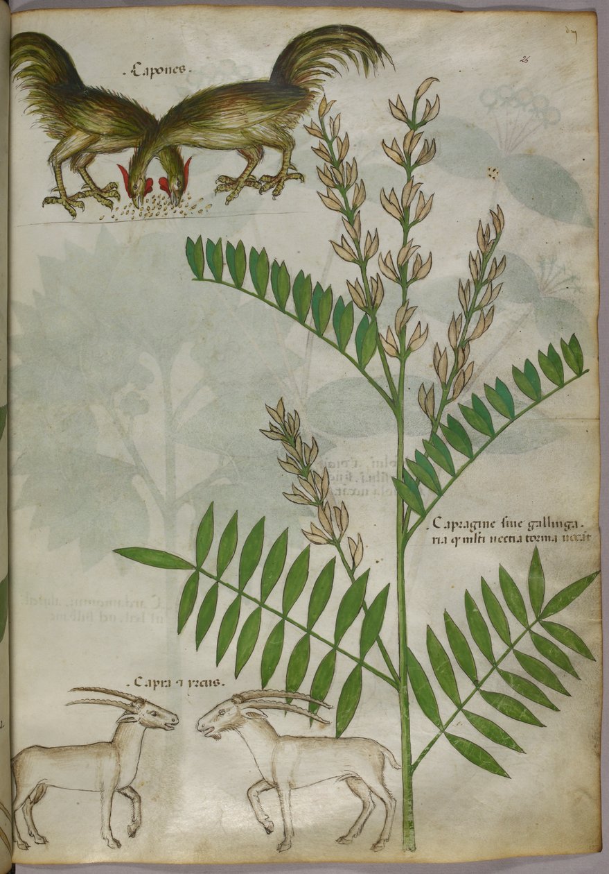 Botanisk illustration av en växt, två getter och två fåglar, ca 1440 (tusch  färg på pergament) av Italian School