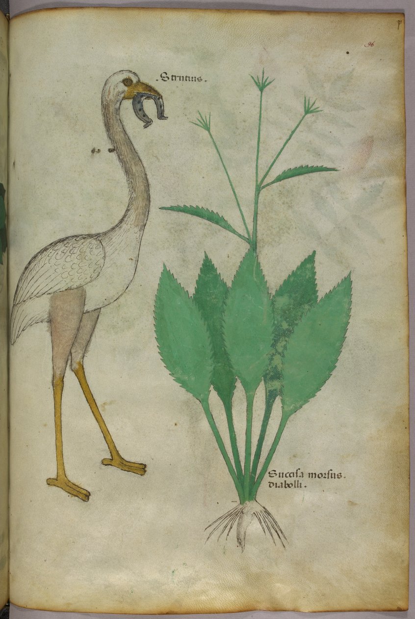 Botanisk illustration av en växt med en flamingoliknande fågel, ca 1440 (tusch  färg på pergament) av Italian School