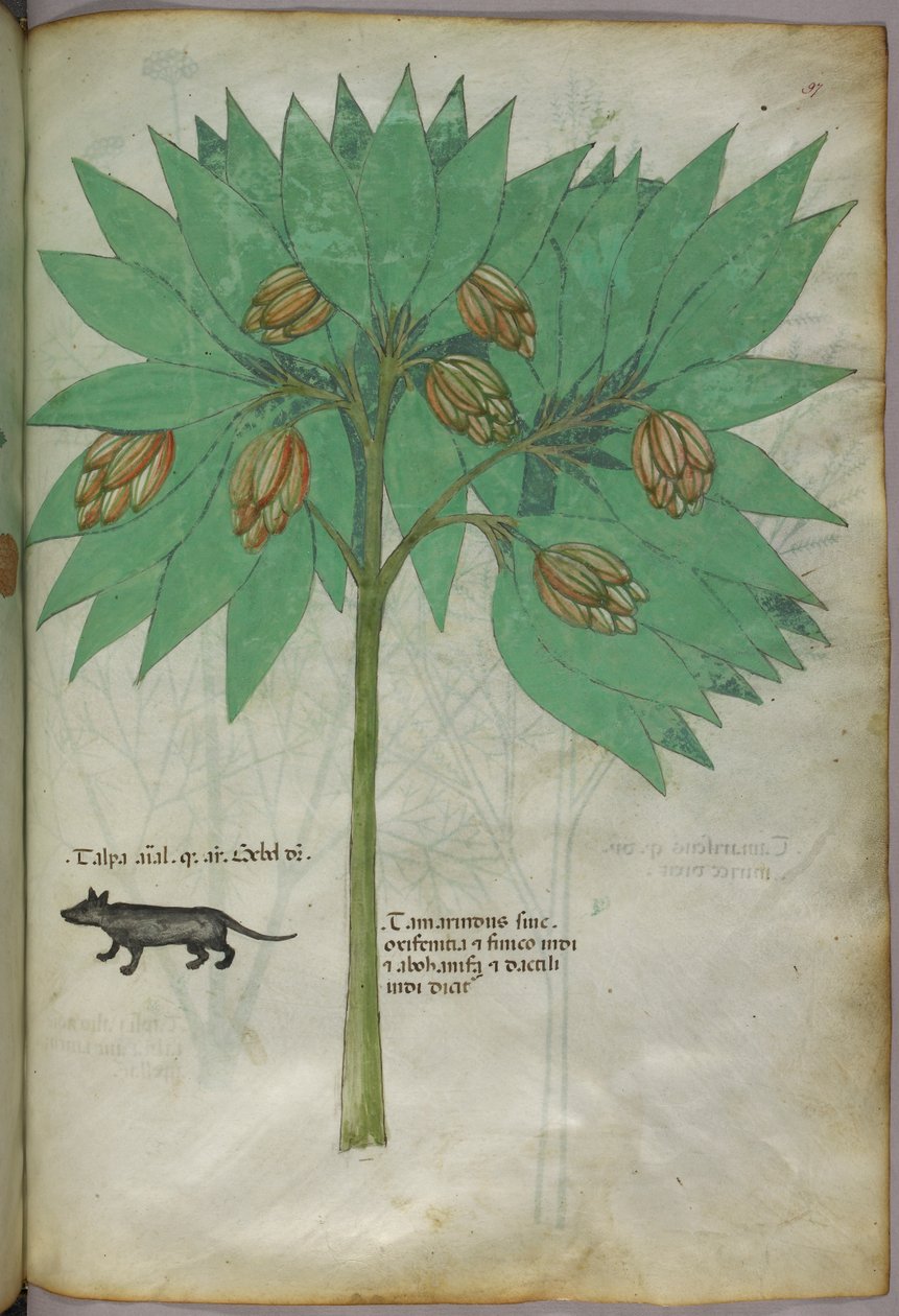 Botanisk illustration av en växt med ett djur, ca 1440 (tusch  färg på pergament) av Italian School