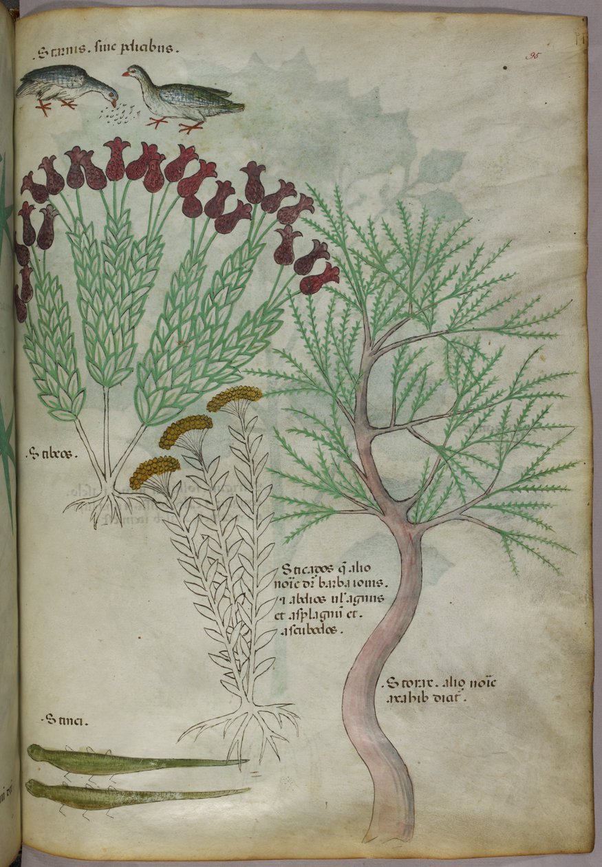 Botanisk illustration av en växt med fåglar och insekter, ca 1440 (tusch  färg på pergament) av Italian School