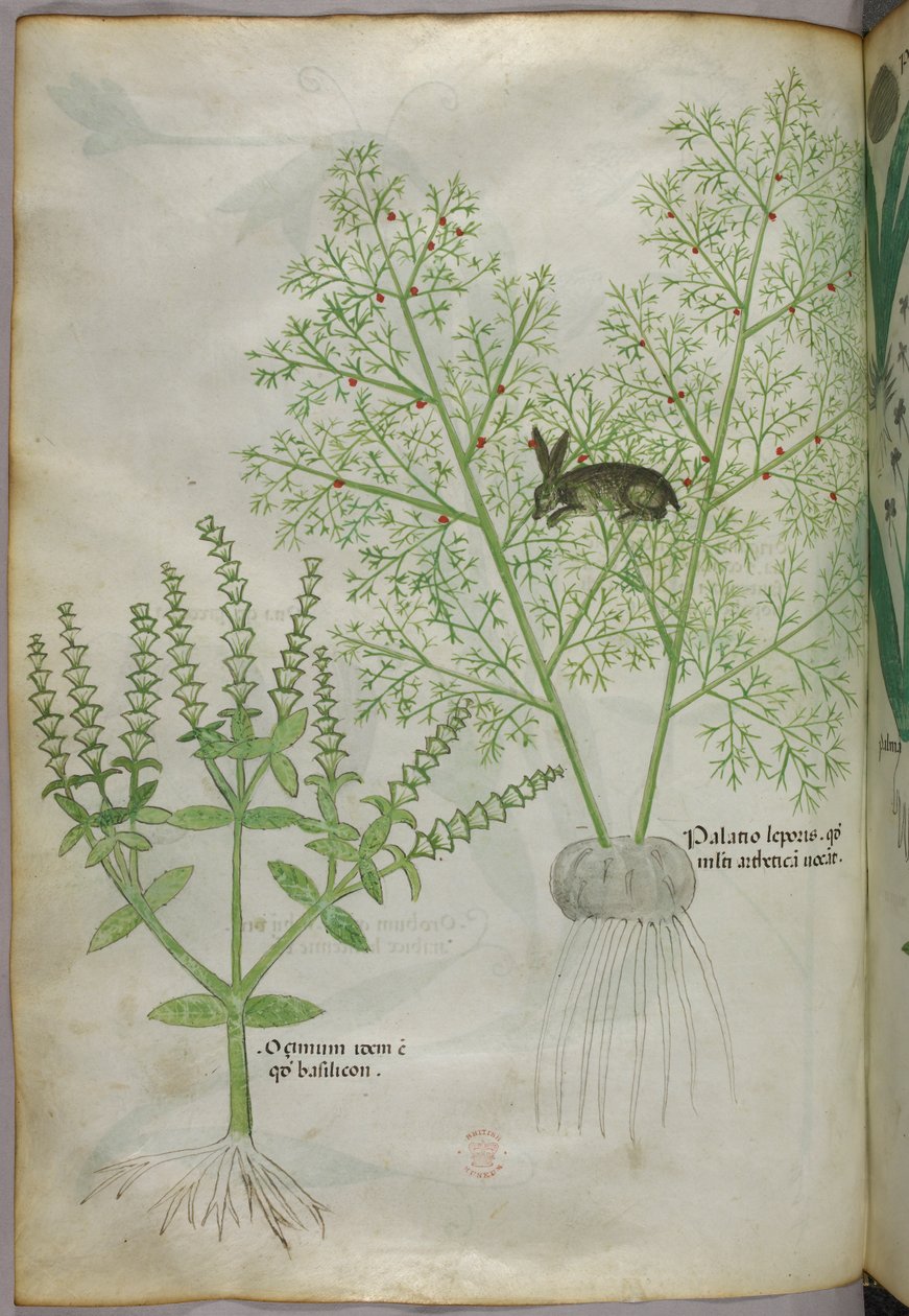 Botanisk illustration av en basilikaplanta [ocimum] och en hare bland sparris [palatio leporis], ca 1440 (tusch  färg på pergament) av Italian School