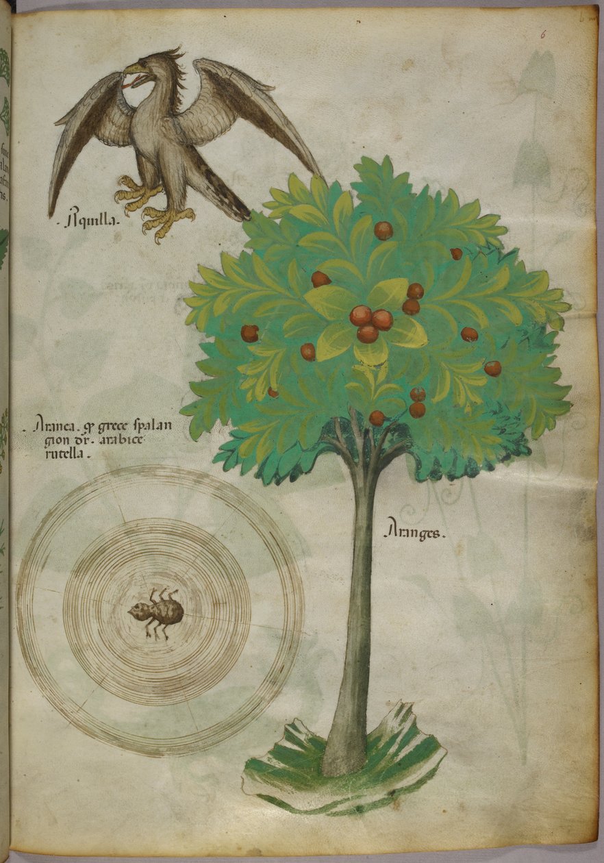 Botanisk illustration av ett träd, ett spindelnät och en örn, ca 1440 (bläck och färg på pergament) av Italian School