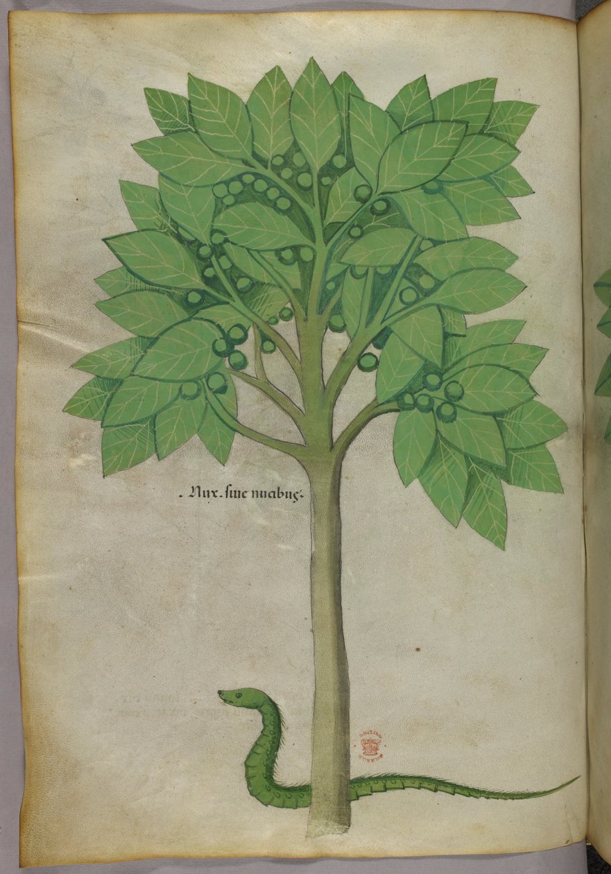 Botanisk illustration av ett träd och en orm, ca 1440 (tusch  färg på pergament) av Italian School