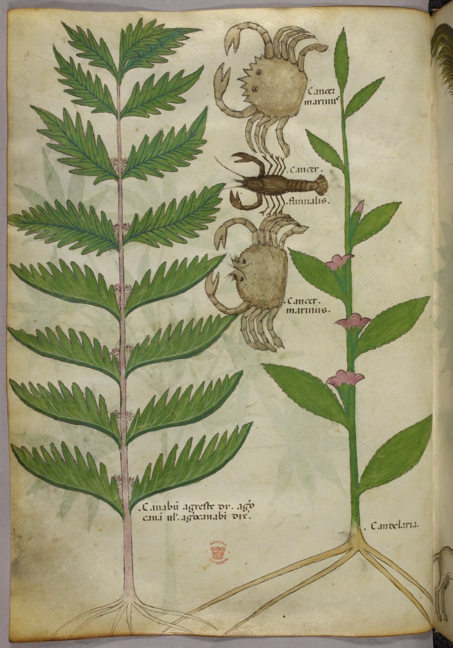 Botanisk illustration av krabbor och en skorpion, ca 1440 (bläck  färg på pergament) av Italian School