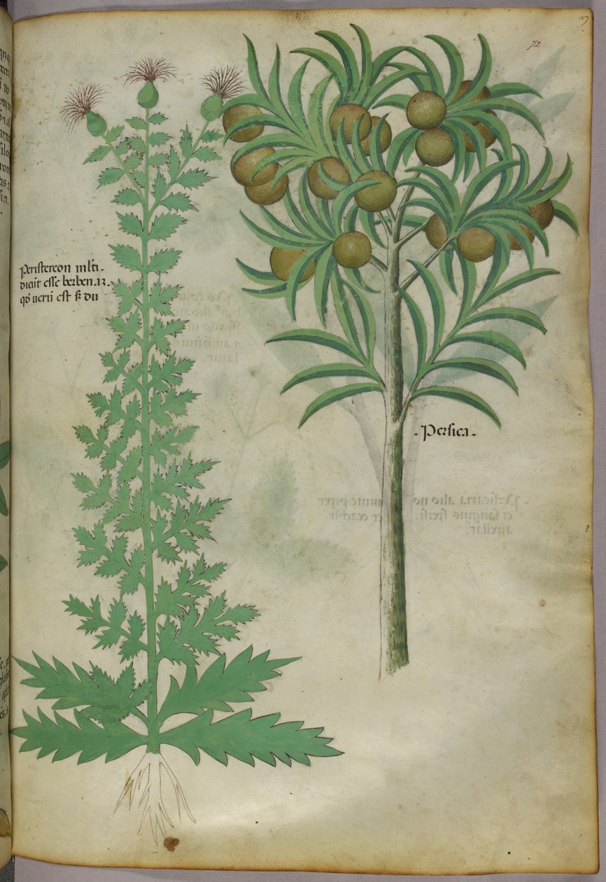 Botanisk illustration av melonträd, ca 1440 (tusch  färg på pergament) av Italian School