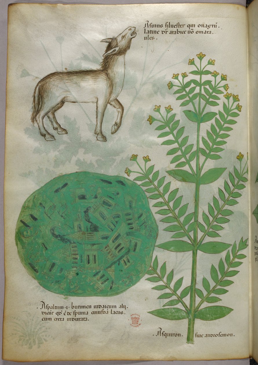 Botanisk illustration av växt med häst, ca 1440 (tusch  färg på pergament) av Italian School