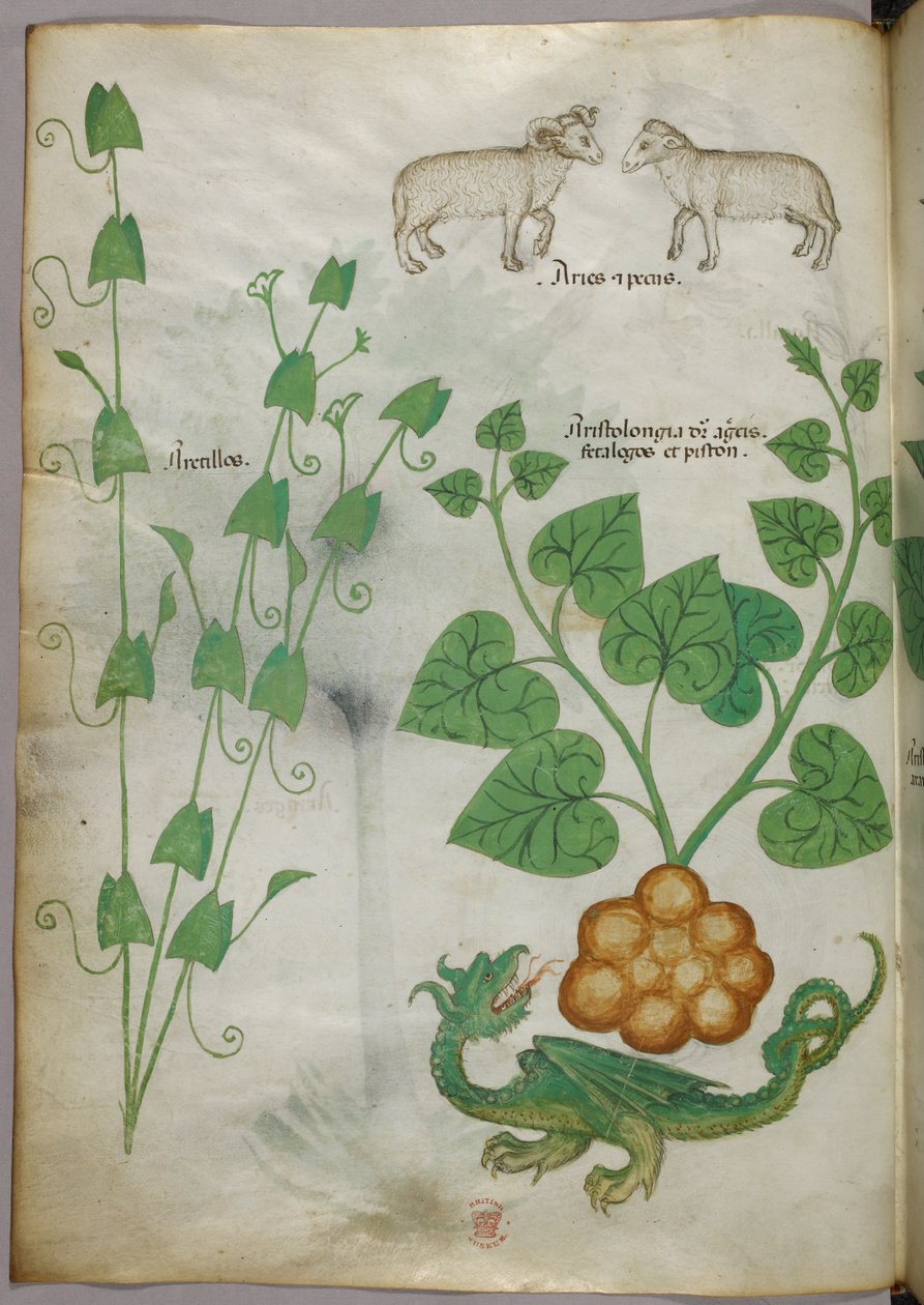 Botanisk illustration av växter, en drake och ett får, ca 1440 (bläck och färg på pergament) av Italian School