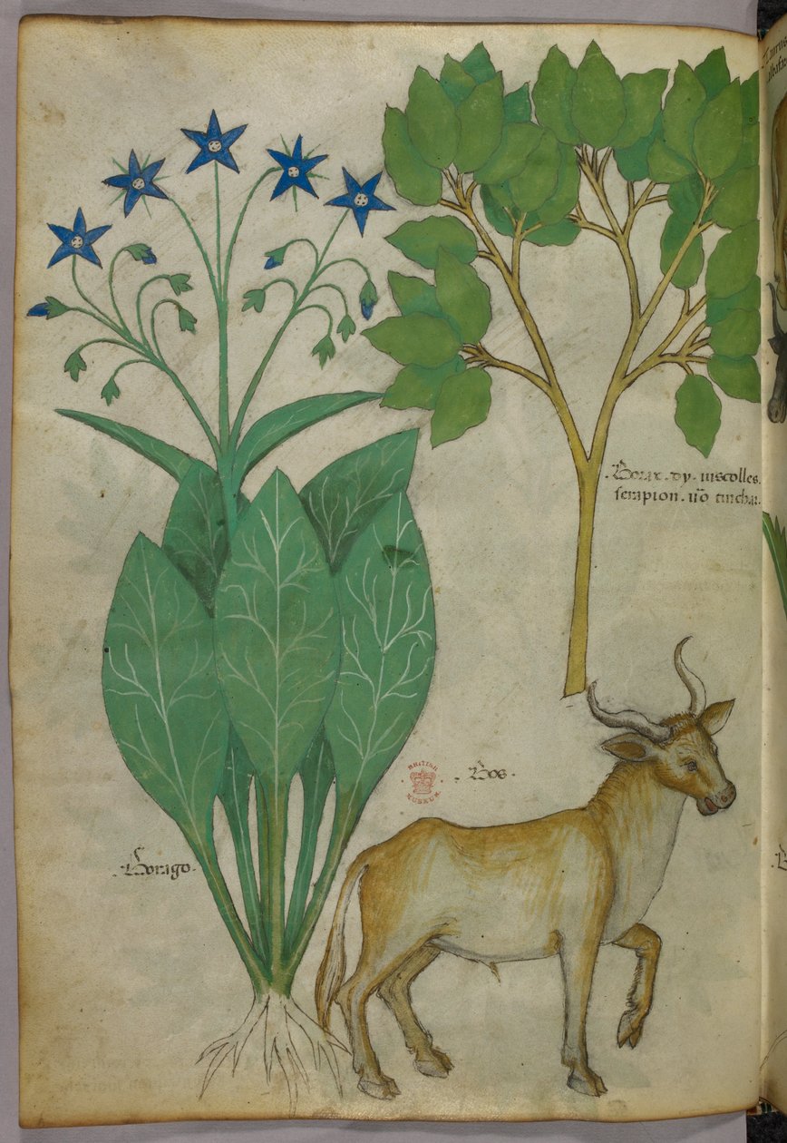 Botanisk illustration av växter och en tjur, ca 1440 (bläck  färg på pergament) av Italian School