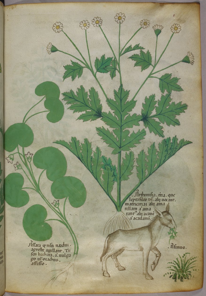 Botanisk illustration av växter och en åsna, ca 1440 (bläck  färg på pergament) av Italian School