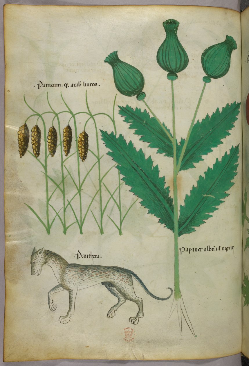 Botanisk illustration av växter och en panter, ca 1440 (tusch  färg på pergament) av Italian School