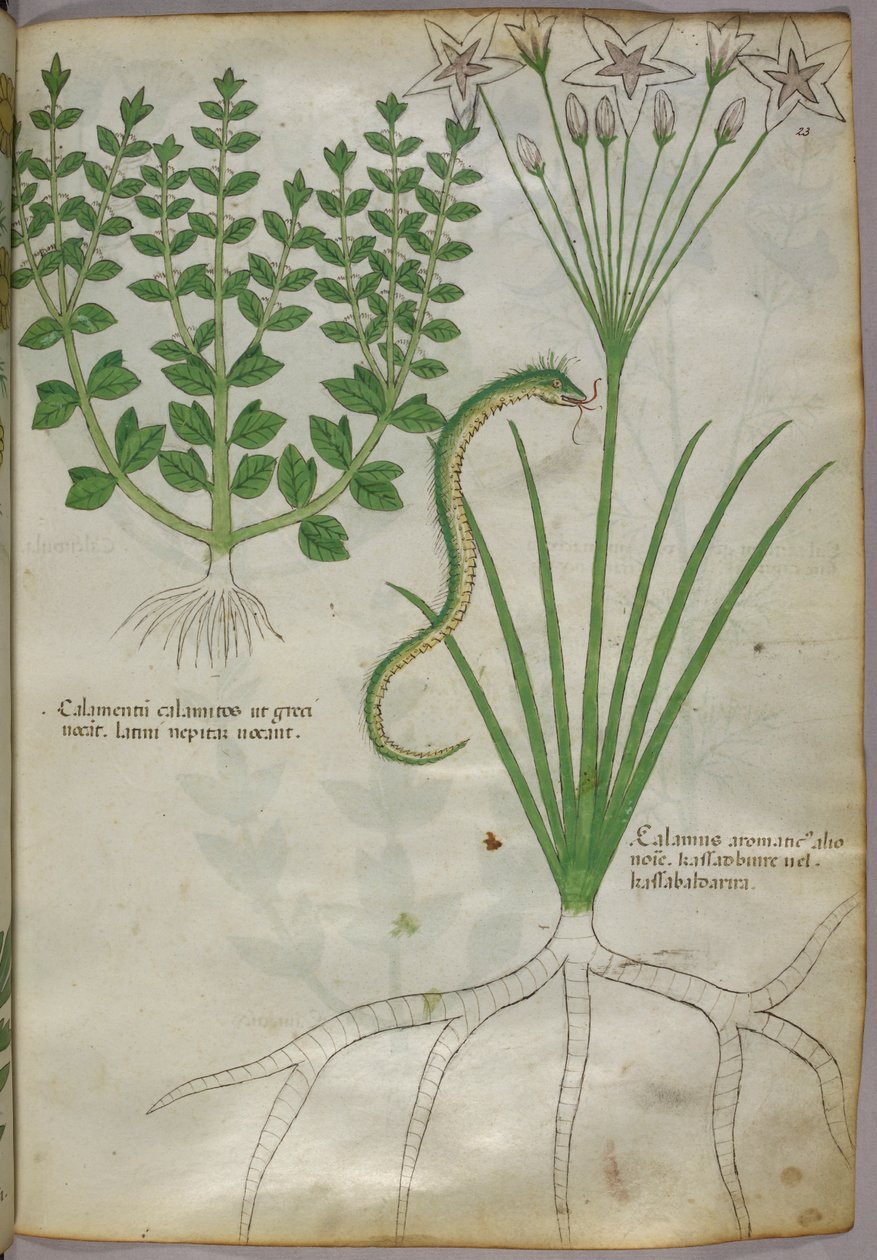 Botanisk illustration av växter och en orm, ca 1440 (tusch  färg på pergament) av Italian School